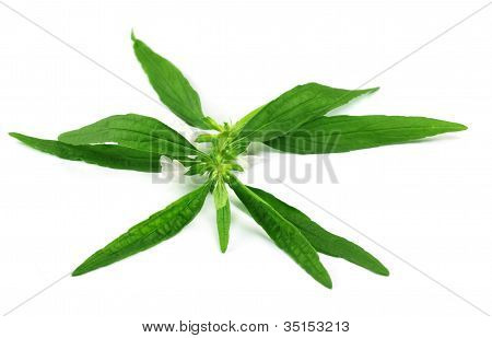 Leucas aspera or medicinal dondokolosh leaves