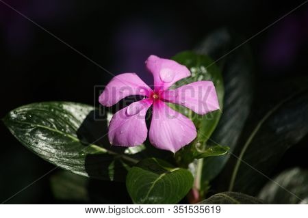 Rain Drops On Pink Button Flower And Green Leaf In Black Background