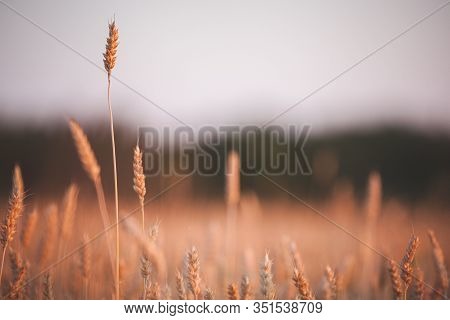 A Huge Field Of Wheat Against The Backdrop Of A Beautiful Multi-colored Sunset. Rye Ripens In A Rura