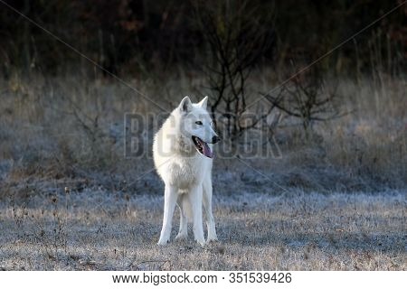 The Hudson Bay Wolf (canis Lupus Hudsonicus) Subspecies Of The Wolf (canis Lupus) Also Known As The 