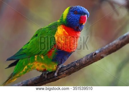 The Rainbow Lorikeet (trichoglossus Moluccanus) Sitting On The Branch. Extremely Colored Parrot On A
