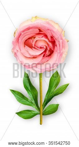 Offbeat Rose Flower. Composition Of Pink Rose With Peony Leaves. Art Object On A White Background. M