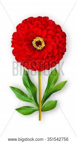 Offbeat Zinnia Flower. Composition Of Red Zinnia With Peony Leaves. Art Object On A White Background