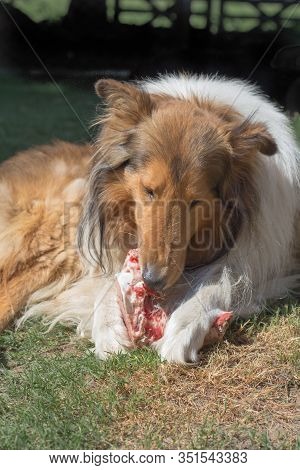Portrait Of Golden Collie Dog With A Bone With Raw Meat Carrying Barf Diet