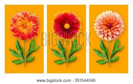 Three Offbeat Flowers On An Orange Background. Composition Of Dahlias And Gaillardia With Peony Leav