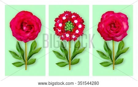 Three Offbeat Flowers On A Pastel Green Background. Composition Of Light Red Roses And Verbena With 