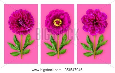 Three Offbeat Flowers On A Bright Pink Background. Composition Of Fuchsia Peony, Zinnia And Dahlia W