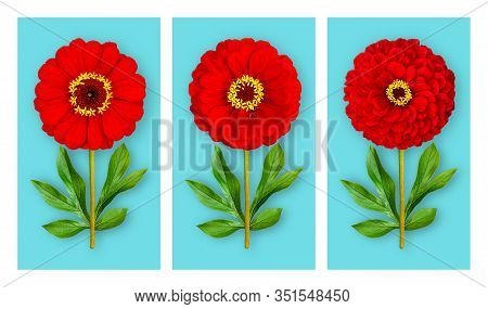 Three Offbeat Flowers On A Blue Background. Composition Of Red Zinnias With Peony Leaves. Art Object