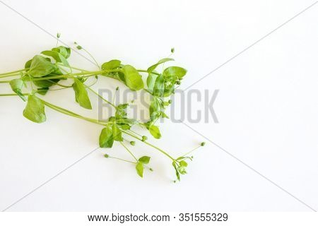 Chickweed , Stellaria Media Isolated In The White Background. You Can Use Them In Fresh Vegetable Sa