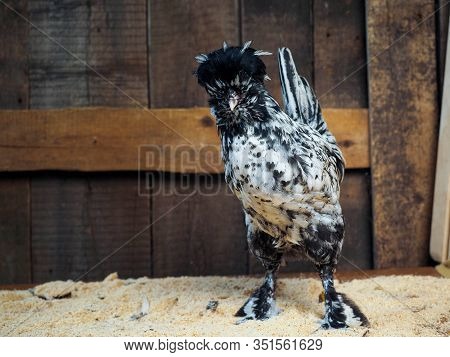 Chicken Of The Pavlovskaya Silver Chicken Breed