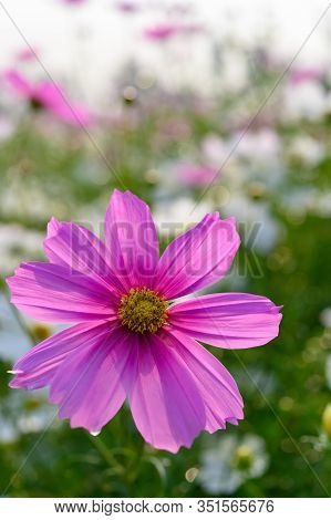 Beautiful Daisy Or Cosmos Bipinnata Cav Close Up Vertical Composition