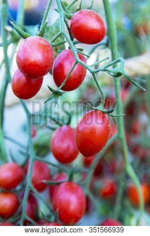 Tomatoes In The Garden,vegetable Garden With Plants Of Red Tomatoes. Ripe Tomatoes On A Vine, Growin