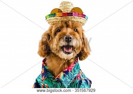An Adorable Brown Toy Poodle Dog Wearing Hat With Sunglasses On Top And Hawaii Dress For Summer Seas