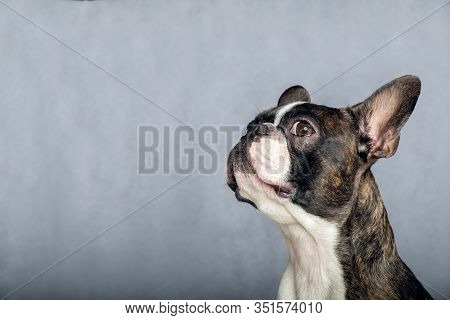 Closeup Portrait Of Beautiful Boston Terrier Pure Breed Blankspace, Copyspace