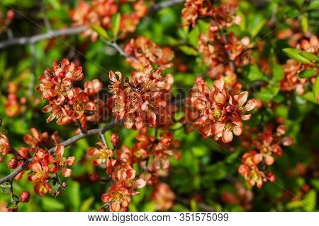 Nature Floral Background. Flowering Quince. Flowers Of Japanese Pear. Live Wall Of Flowers In A Spri