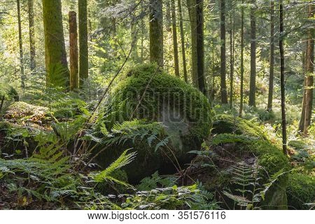 Forest Scenery Around The Vologne River Near Gerardmer In The Vosges Mountains