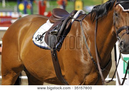 Primer plano de caballos