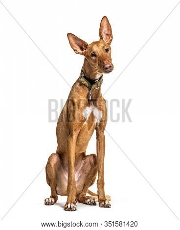 Sitting Podenco wearing a collar, isolated on white