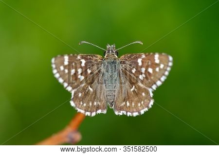 butterfly in natural habitat (pyrgus malvae)