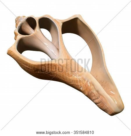 3D Rendering Sea Shell On White