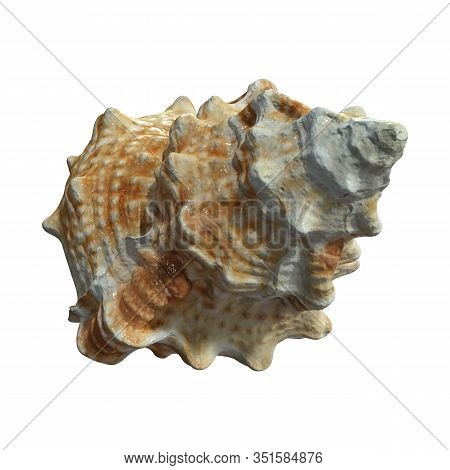 3D Rendering Sea Shell On White