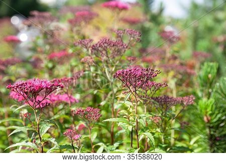 Blooming Japanese Spiraea In The Summer Garden
