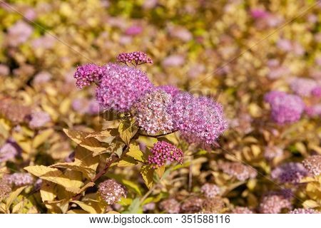 Blooming Japanese Spiraea In The Summer Garden