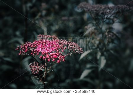 Blooming Japanese Spiraea In The Summer Garden
