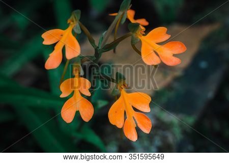 Habenaria Rhodocheila Hance. With Color Is Orange Location Is Phu Soi Dao National Park Uttaradit Pr