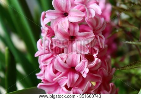 The Picture Shows A Pink Hyacinth In The Garden