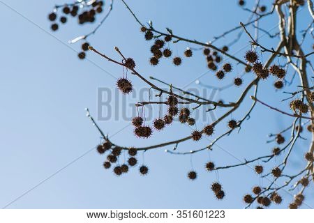 The Branches Of A Sycamore Tree With Fruit On The Background Of Clear Sky.
