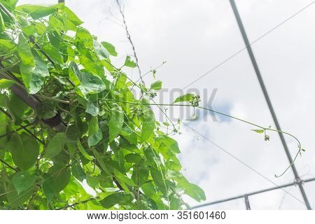 Telosma Cordata Or Tonkinese Creeper Plant On Trellis Under Cloud Blue Sky In Houston, Texas