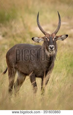 Male Defassa Waterbuck Eyes Camera In Grass