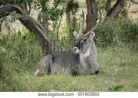 Male Defassa Waterbuck Lying Under Bent Tree
