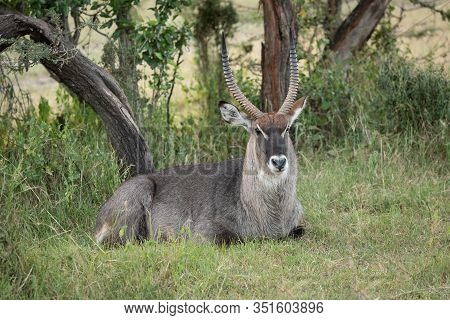 Male Defassa Waterbuck Lying Under Shady Tree
