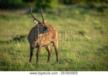 Male Defassa Waterbuck Stands In Short Grass