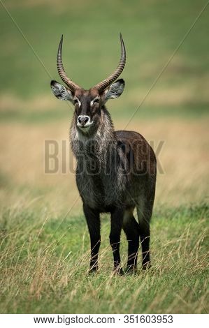Male Defassa Waterbuck Stands In Sunlit Grassland