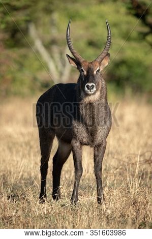 Male Defassa Waterbuck Stands Looking At Camera