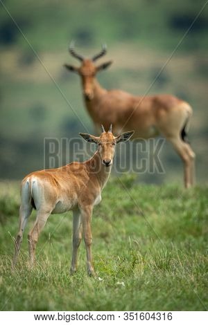 Male Hartebeest And Calf Stand Watching Camera