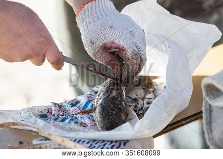 Man In Gloves With A Knife Cuts The Fin Dead Fish