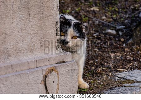 A Skittish And Scared Black And White Cat Hiding Behind The Corner Looking Attentively At The Camera