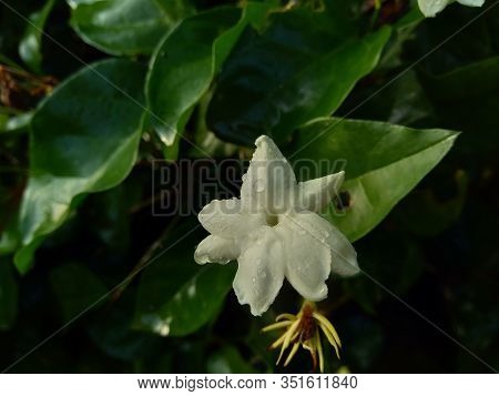 Close Up Isolated Jasmine Flower (jasminum Sambac) On The Tree