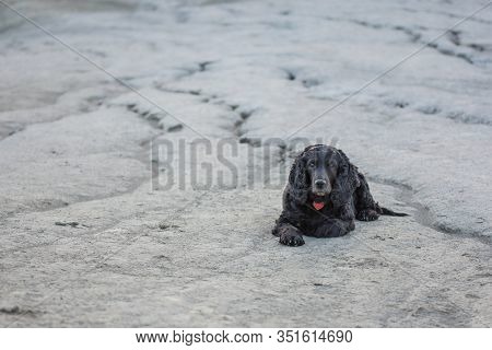 Beautiful Black Young Cocker Spaniel Standing In The Lunar Landscape Of The Muddy Volcanoes, Paclele