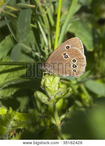 Mariposa de tirabuzón