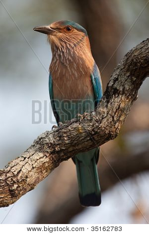 Indische Roller vogel