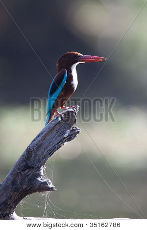 Kingfisher zat