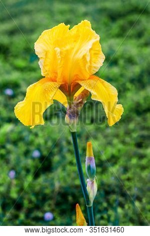 Yellow Iris In Garden On Green Grass Background