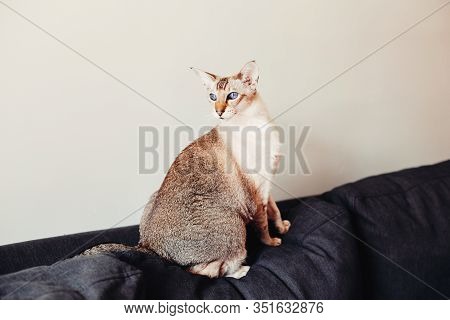 Beautiful Colorpoint Blue-eyed Oriental Breed Cat Sitting On Couch Sofa. Fluffy Hairy Domestic Pet W