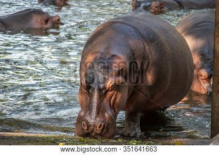 Close Up Shot Hippopotamus In Vandalur Zoo In Chennai Tamil Nadu India