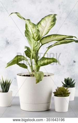Dieffenbachia Or Dumbcane With Cactus On Blue Background In Flower Pot